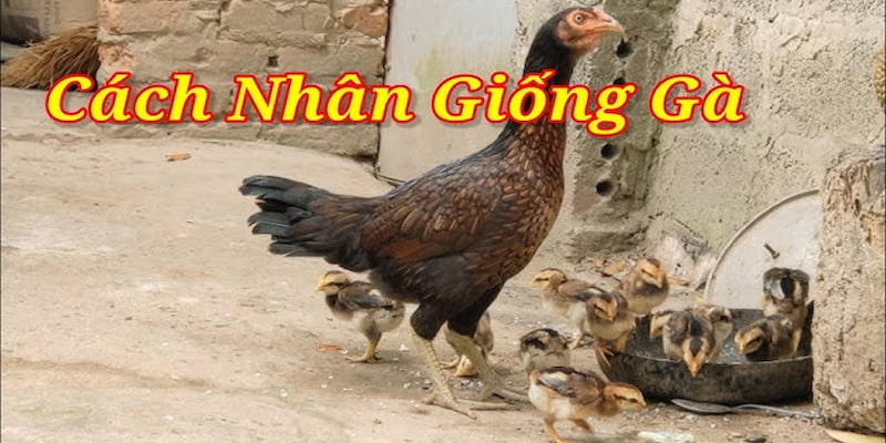 Cách chọn gà mẹ và gà trống